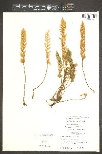 Myriopteris windhamii image