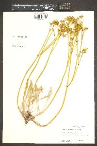 Eriogonum thompsonae image