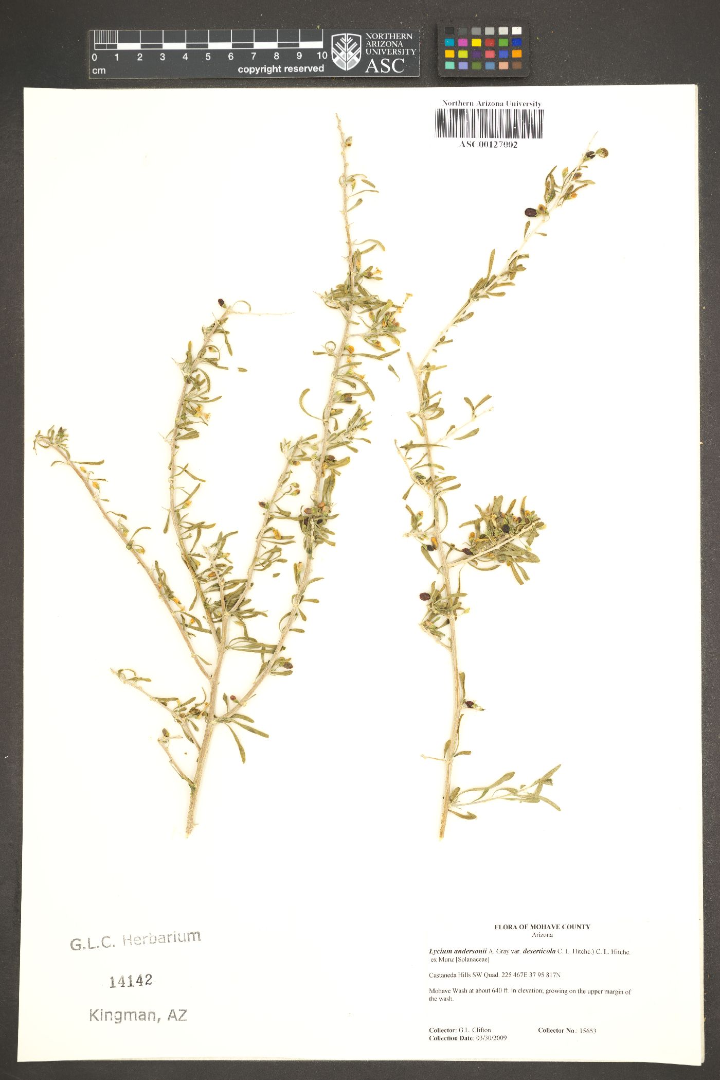 Lycium andersonii var. deserticola image