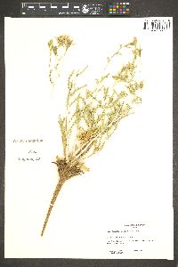 Mentzelia multiflora image