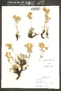 Eriogonum jamesii image