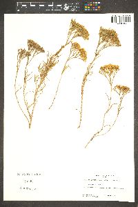 Eriogonum leptophyllum image