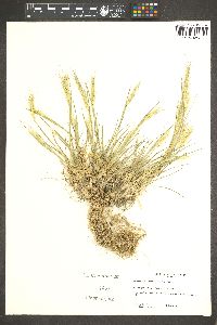 Elymus scribneri image