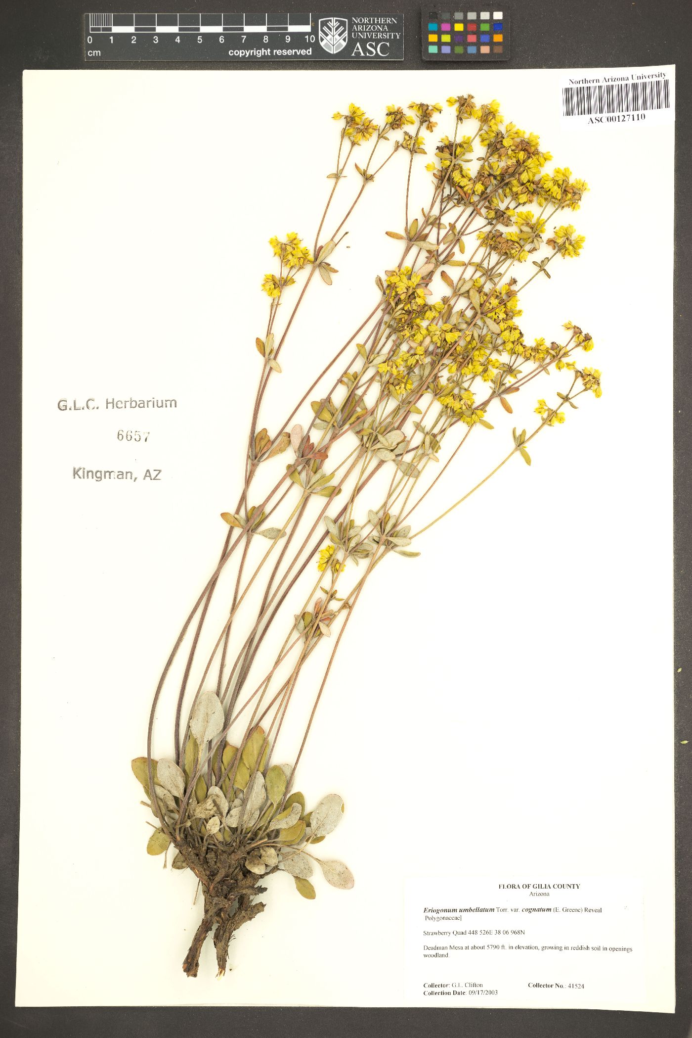 Eriogonum umbellatum var. cognatum image