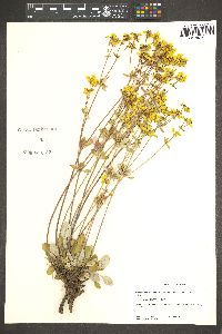 Eriogonum umbellatum var. cognatum image