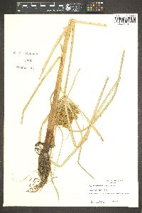 Cyperus erythrorhizos image