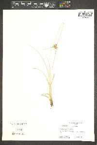 Cyperus acuminatus image