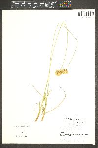 Calliscirpus brachythrix image