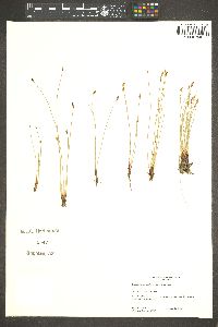 Eleocharis macrostachya image