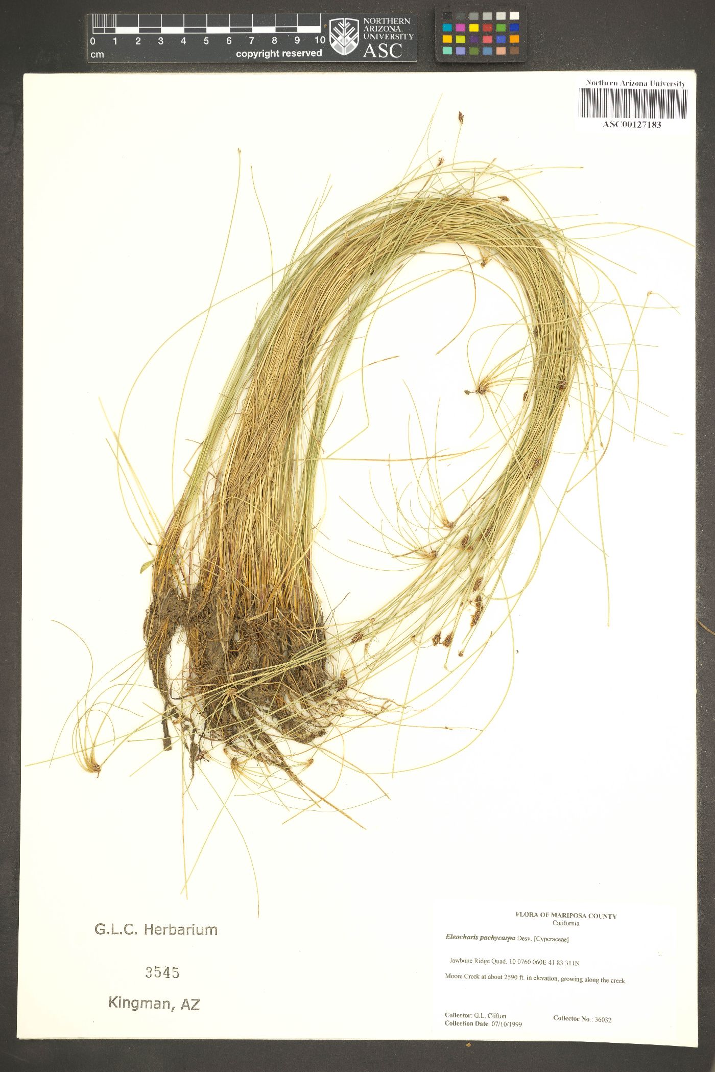 Eleocharis pachycarpa image