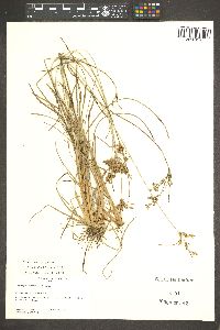 Fimbristylis puberula image