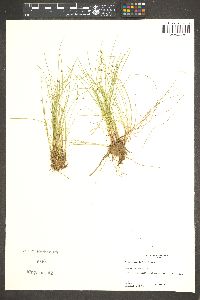 Isolepis setacea image