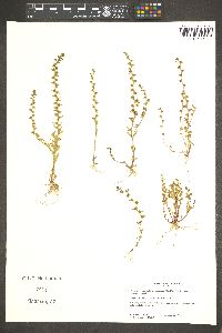 Veronica peregrina subsp. xalapensis image