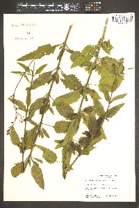 Scrophularia parviflora image