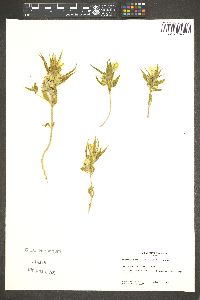 Mohavea confertiflora image