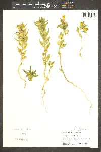 Mohavea breviflora image