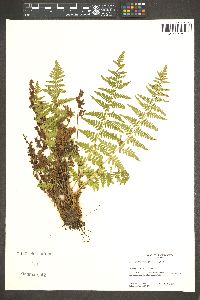 Dryopteris filix-mas image