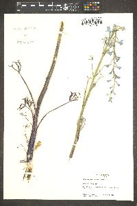 Delphinium parishii image