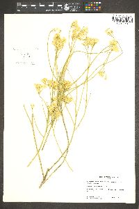 Ericameria nauseosa var. juncea image