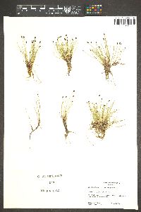 Eleocharis flavescens image