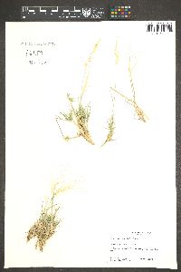 Scleropogon brevifolius image