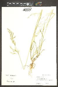 Bromus berteroanus image