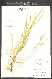 Bromus polyanthus image