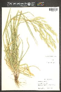 Bromus catharticus image