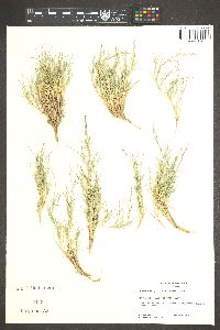 Muhlenbergia repens image