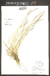 Muhlenbergia pauciflora image