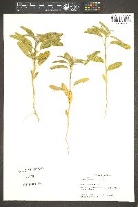 Croton texensis image