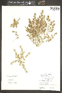 Chamaesyce dioica image