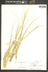 Hesperostipa neomexicana image