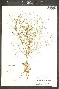 Eriogonum viscidulum image