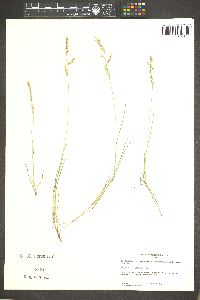 Vulpia microstachys var. pauciflora image