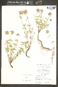 Monardella odoratissima image