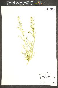 Lepidium fremontii image