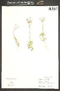 Gilia scopulorum image