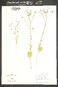 Gilia scopulorum image