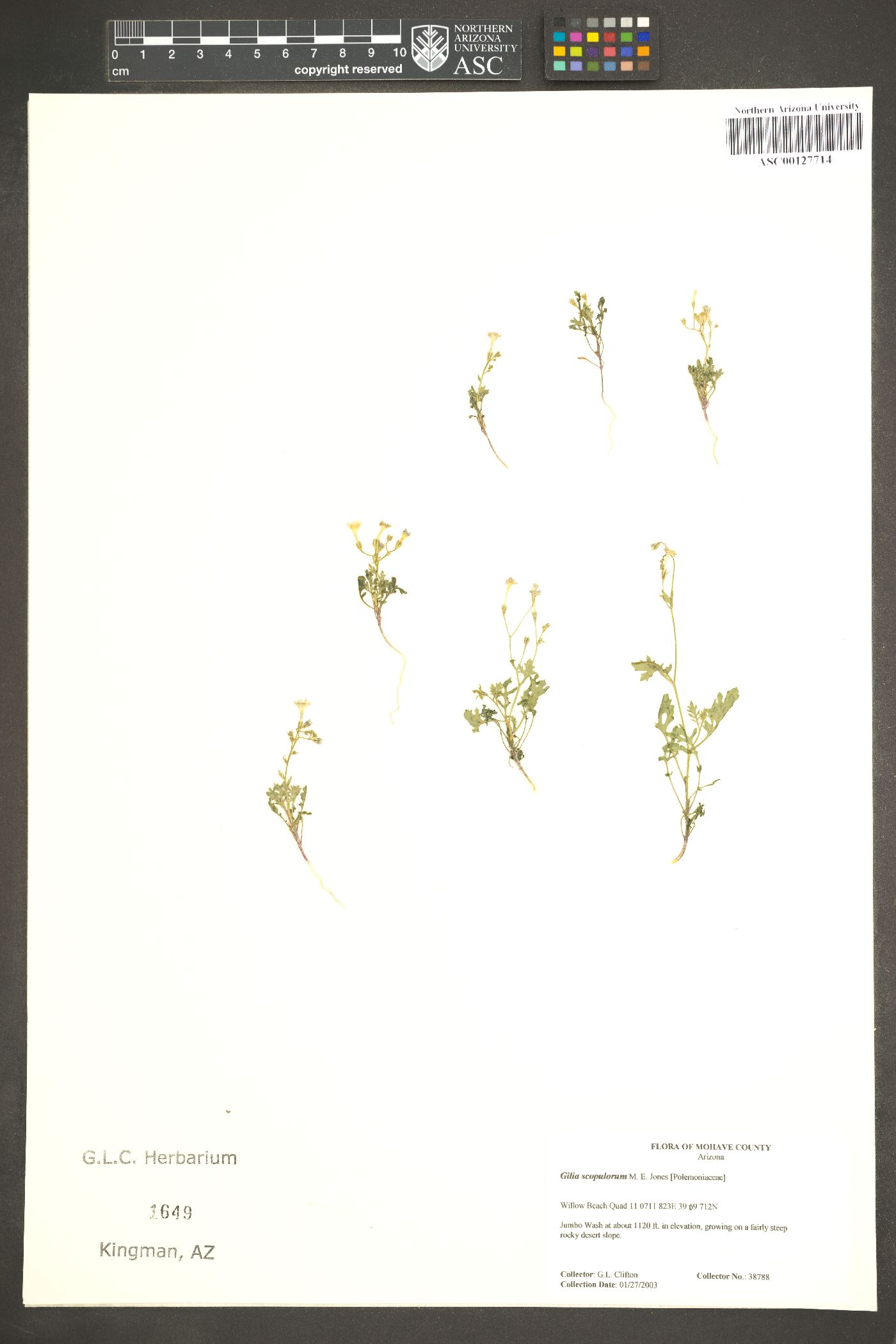 Gilia scopulorum image