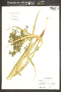 Scirpus microcarpus image