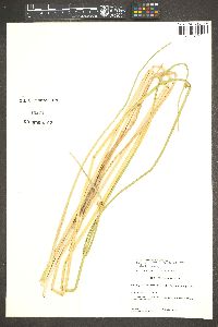 Schoenoplectus pungens var. longispicatus image