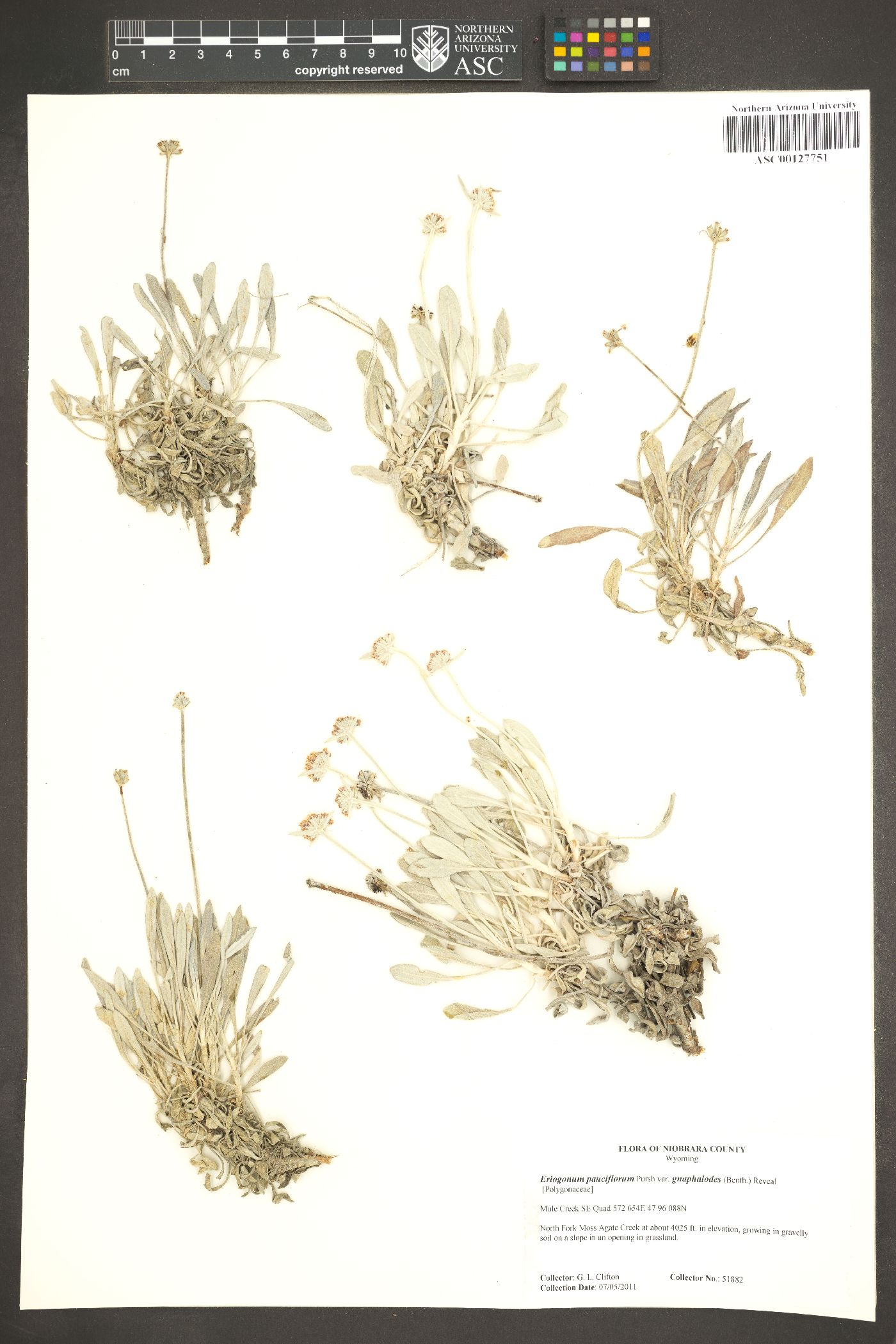 Eriogonum pauciflorum var. gnaphalodes image