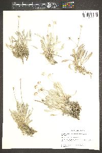 Eriogonum pauciflorum var. gnaphalodes image