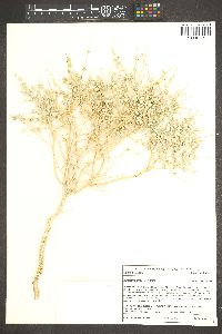 Atriplex parryi image