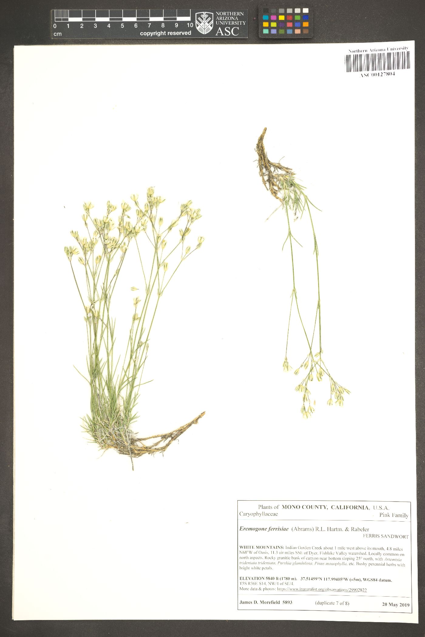 Eremogone macradenia var. ferrisiae image