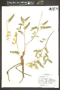 Astragalus iodanthus image