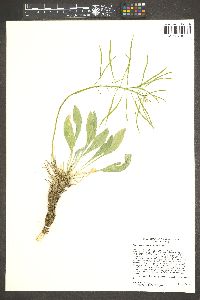 Phoenicaulis cheiranthoides image