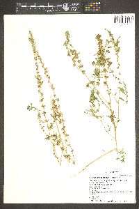 Amaranthus obcordatus image