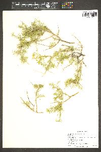 Rhinotropis acanthoclada image